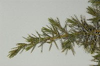 刺柏藏品圖，第5張