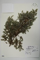 刺柏藏品圖，第1張