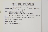 刺柏藏品圖，第2張
