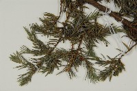 刺柏藏品圖，第3張