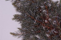 刺柏藏品圖，第4張