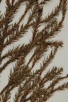 柳杉藏品圖，第4張