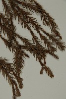 柳杉藏品圖，第5張