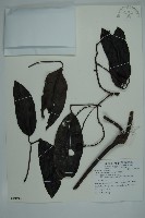 買麻藤藏品圖，第1張