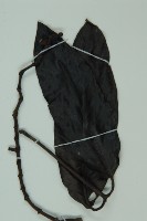 買麻藤藏品圖，第5張