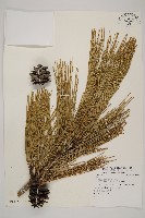 登錄號:G000896藏品圖，第1張