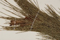 馬尾松藏品圖，第3張