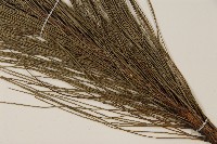 馬尾松藏品圖，第4張