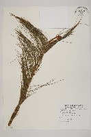 馬尾松藏品圖，第1張