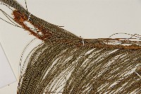 馬尾松藏品圖，第3張