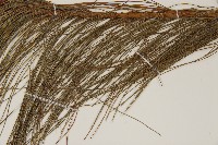 馬尾松藏品圖，第4張