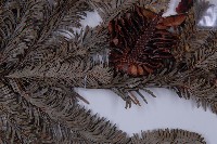 臺灣冷杉藏品圖，第3張