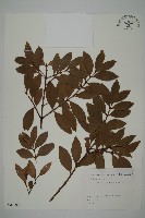 竹柏藏品圖，第1張