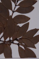 竹柏藏品圖，第3張