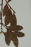 竹柏藏品圖，第4張