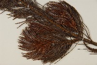 偃松藏品圖，第3張