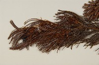 偃松藏品圖，第4張