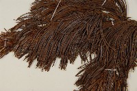 偃松藏品圖，第5張
