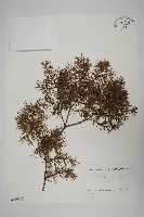 杜松藏品圖，第1張