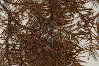 杜松藏品圖，第2張