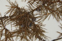 杜松藏品圖，第3張