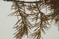 杜松藏品圖，第4張