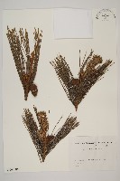 日本赤松藏品圖，第1張