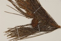 日本赤松藏品圖，第5張