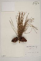 琉球松藏品圖，第1張