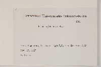 琉球松藏品圖，第2張