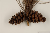 琉球松藏品圖，第3張