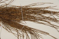 琉球松藏品圖，第4張