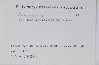 日本粗榧藏品圖，第2張