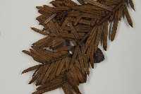 日本粗榧藏品圖，第3張