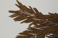 日本粗榧藏品圖，第4張