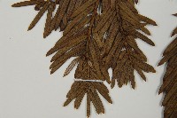 日本粗榧藏品圖，第5張