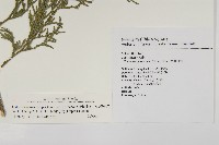 台灣肖楠藏品圖，第2張