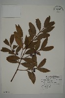 竹柏藏品圖，第1張