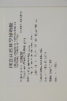 竹柏藏品圖，第2張