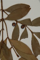 竹柏藏品圖，第5張