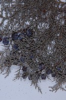 側柏藏品圖，第3張