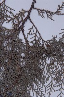 側柏藏品圖，第4張