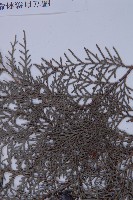 側柏藏品圖，第5張