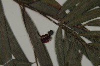 叢花百日青藏品圖，第3張