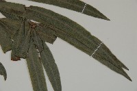 叢花百日青藏品圖，第4張