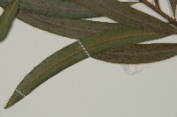 叢花百日青藏品圖，第5張