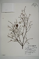 臺灣鐵杉藏品圖，第1張