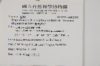 臺灣鐵杉藏品圖，第2張