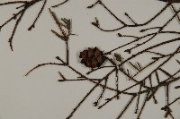 臺灣鐵杉藏品圖，第3張