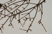 臺灣鐵杉藏品圖，第4張